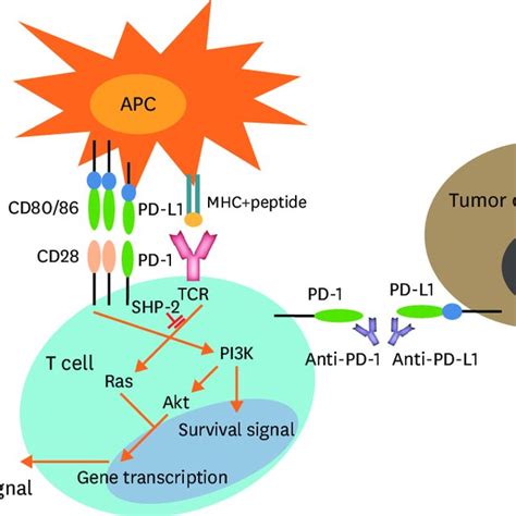 Pd 1 Signaling Pathway