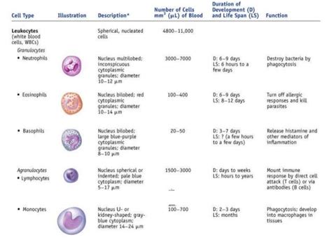 Types Of White Blood Cells And Functions