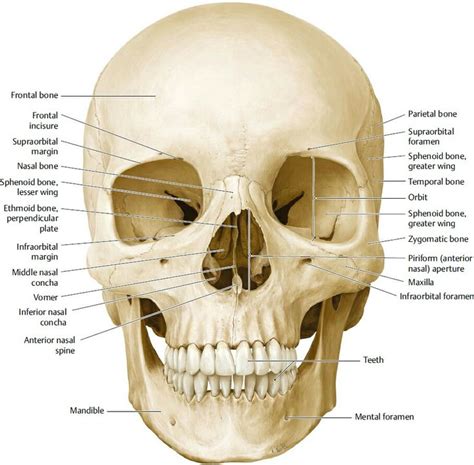 Facial bones and Neurocranium - frontal view