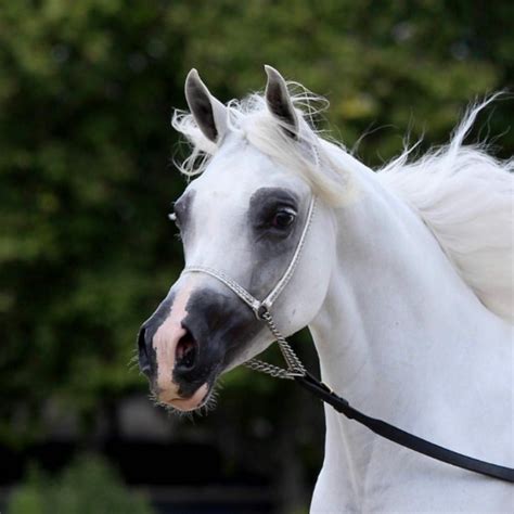 Magnifique cheval blanc | Horse pictures, Beautiful arabian horses, Majestic animals