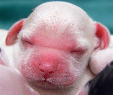 Newborn Puppies. What You Need To Know