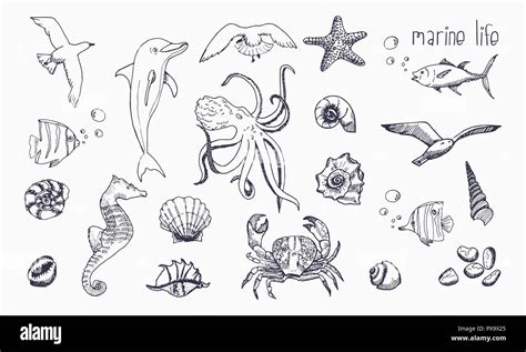 Aggregate more than 77 sea creatures sketch best - in.eteachers