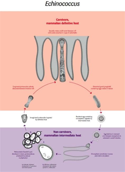 Life cycle of the tapeworm parasite Echinococcus [Re-drawn by Gareth... | Download Scientific ...