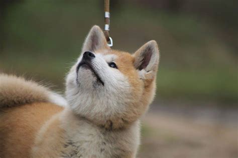 Akita Inu: MUST Know Things Before Getting One | DoggOwner