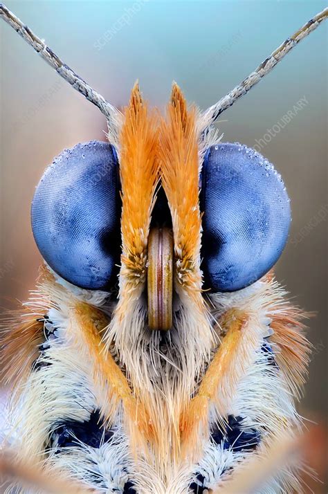 Butterfly eyes, close up - Stock Image - F017/5623 - Science Photo Library