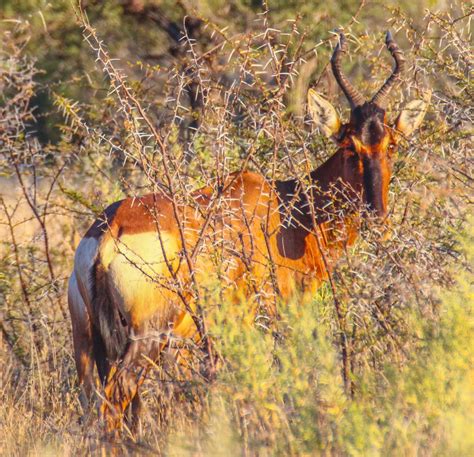 Cannundrums: Red Hartebeest