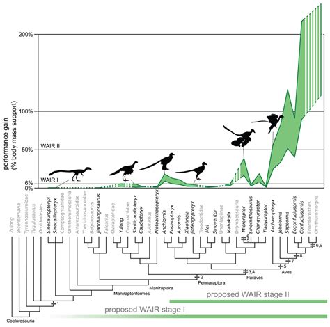 Evolution of flight in birds | Geology Page