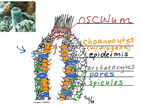 Sponges A Coloring Worksheet - Englishworksheet.my.id