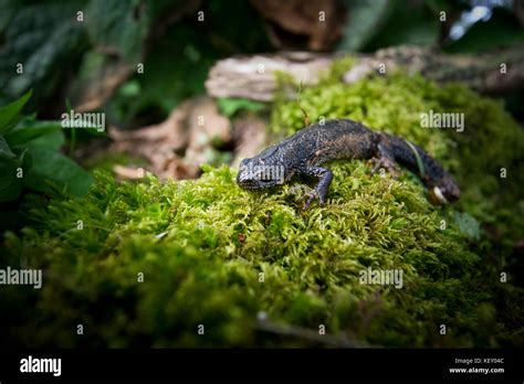 A Great Crested Newt in terrestrial habitat near a breeding pond ...