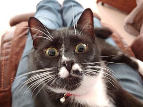 23 Hilarious Startled Cats