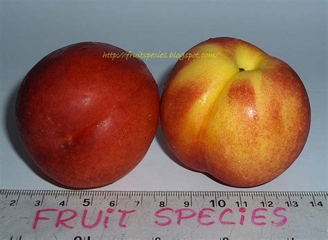 Fruit Species: NECTARINE (Yellow Flesh)