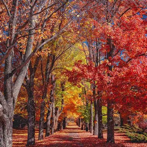 The Science Behind Fall Foliage - American Forests