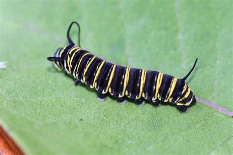 Why Are Monarchs Caterpillars Turning Black?