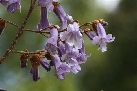 Arbol de flores moradas