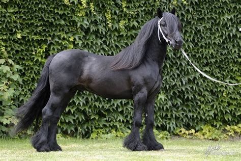 Fell Pony Stallion Or, as I like to call it, the miniature Frisian ...