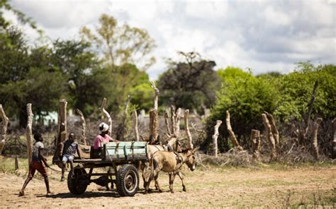 The Best Zimbabwe Wildlife Safari | Safari Guru | 5* Safari Specialists