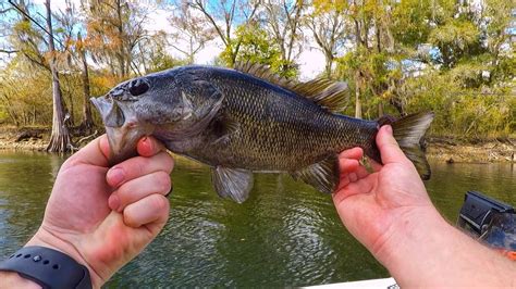 Santa Fe River fishing for Florida BIG Catch Suwannee Bass! - YouTube