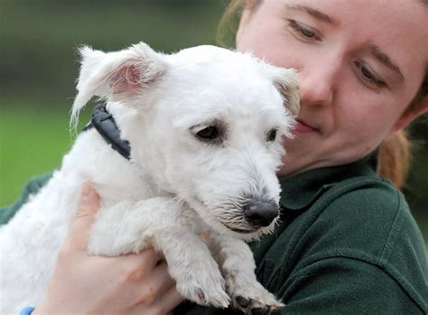 Cheshire Dogs' Home at Warrington - Liverpool Echo