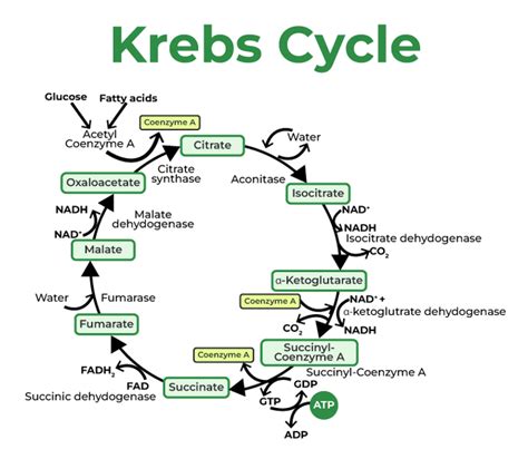 Krebs Cycle or Citric Acid Cycle - GeeksforGeeks