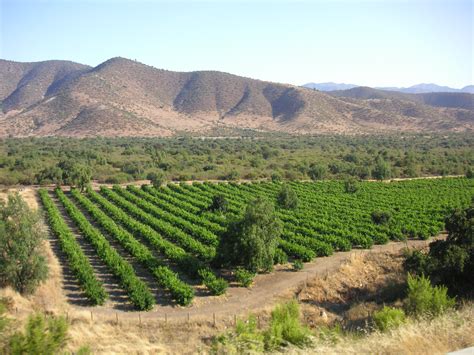 File:Chilean vineyard in Andes foothills.jpg - Wikipedia
