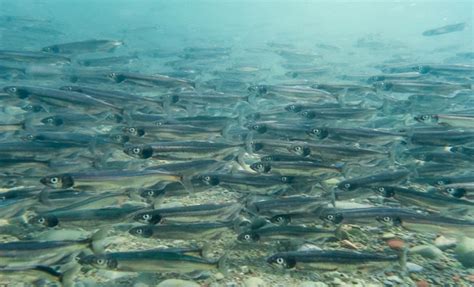 Capelin | NatureRules1 Wiki | Fandom