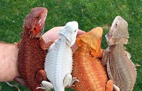 Types of Bearded Dragons-Morphs & Colors - Petaddon