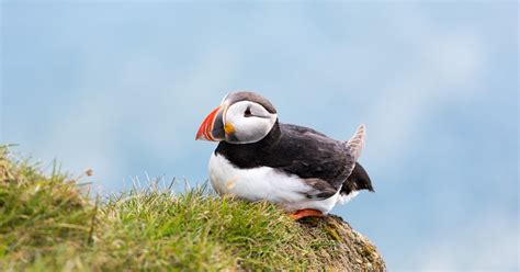 Puffins in Iceland | Guide to Iceland