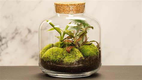 How To Make A Self Sustaining Terrarium