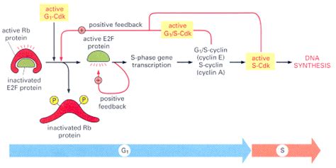 RETINOBLASTOMA: Protein