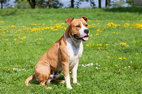 American Staffy Dog Breed: Profile, Personality, Facts