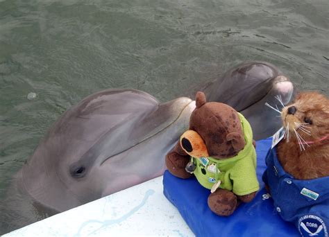 Adventures of Ed the Bear: Making friends with dolphins at the Dolphin ...