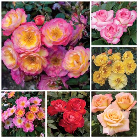 New Roses for 2016 - Weeks Roses