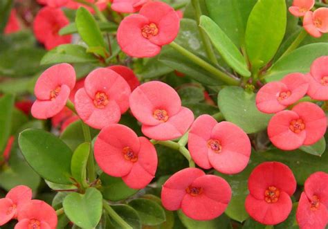 Euphorbia milii (Crown of Thorns)