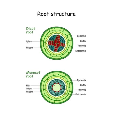 11+ Tree Roots Diagram - SavakRhylee