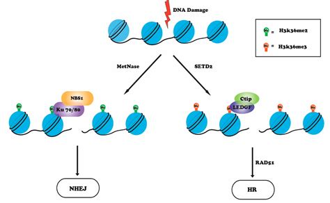 Genes | Free Full-Text | Role of Histone Methylation in Maintenance of Genome Integrity