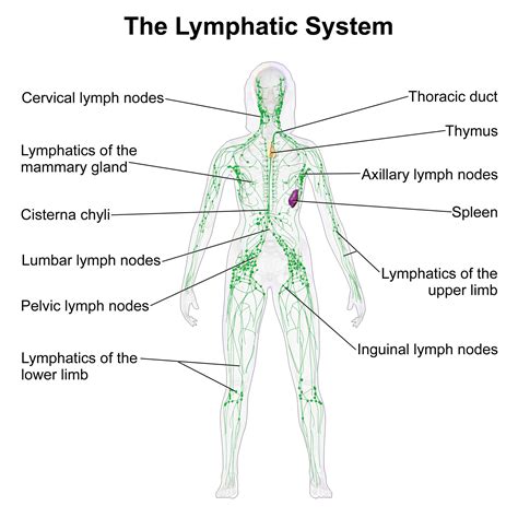 MANUAL LYMPHATIC DRAINAGE