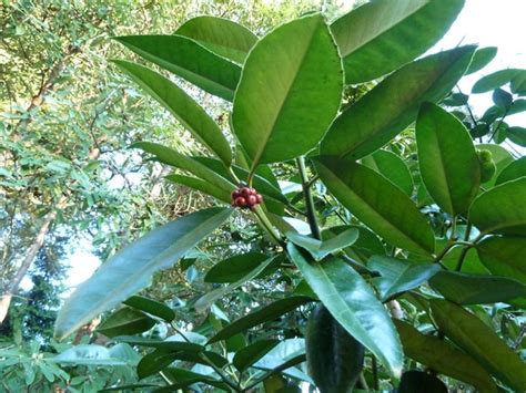 Ilex latifolia (Lusterleaf Holly, Tarajo, Tarajo Holly) | North Carolina Extension Gardener ...