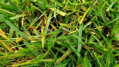 Grass Turning Yellow: Reasons + Fixes that Work | Lawn Model