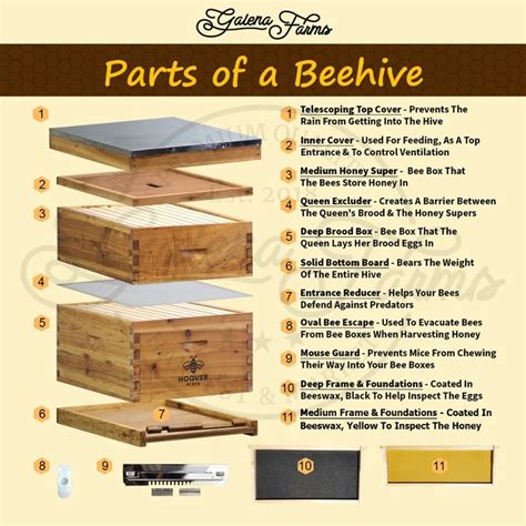 Parts of a Beehive - (Explaining Hive Parts, Accessories & More) – Galena Farms in 2021 | Bee ...