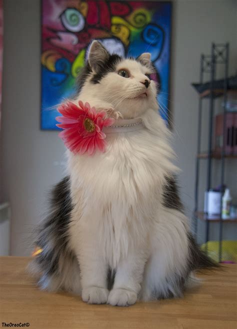 A flower does not think of competing with the flower next to it. It just blooms 🌺 #cats #pets # ...