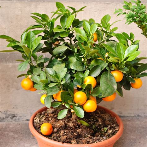 an orange tree is growing in a pot