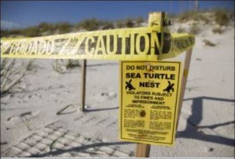 Promising start to sea turtle nesting season in ends in disappointment | WLRN