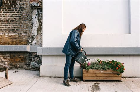 Battersea's London centre transformed into green oasis for homeless dogs - Dogs Monthly