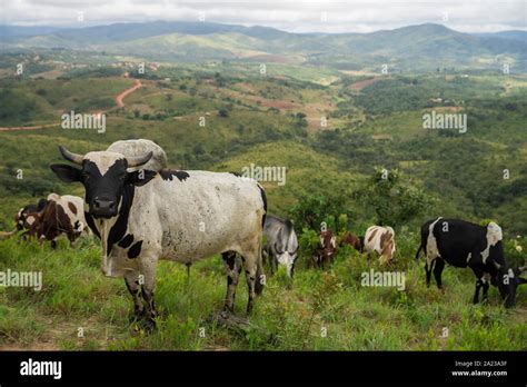 A herd of cows on a hillside in northern Malawi Stock Photo - Alamy