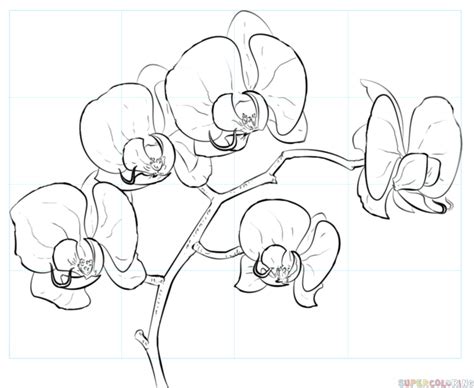 How to draw an orchid | Step by step Drawing tutorials