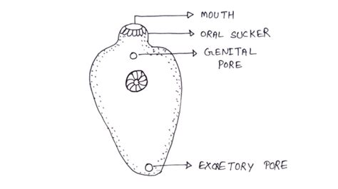 Liver Fluke Diagram