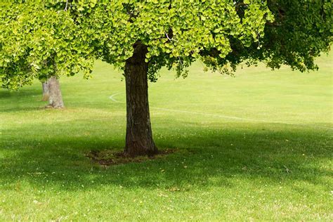 How to Grow and Care for Ginkgo Trees | Gardener’s Path