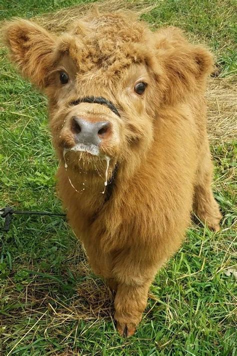 These Adorable Highland Calves Are the Best Thing You'll See Today | Cute baby cow, Cute baby ...