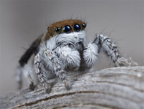Peacock Spiders Discovered: See Photos of the New Species | Time