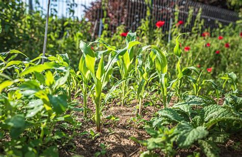 How To Use Peat Moss For Your Vegetable Garden